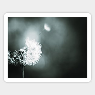 Dandelion Sticker